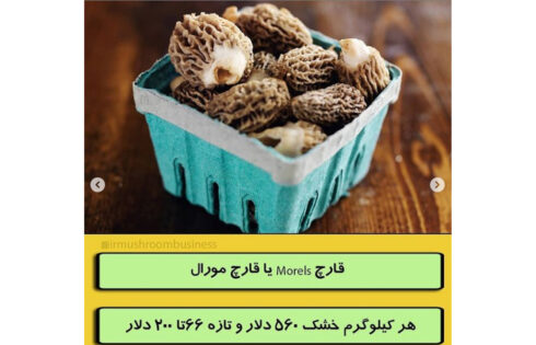 گران قیمت ترین قارچ های جهان؟؟!!, هاگ
