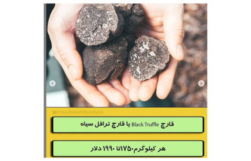گران قیمت ترین قارچ های جهان؟؟!!, هاگ