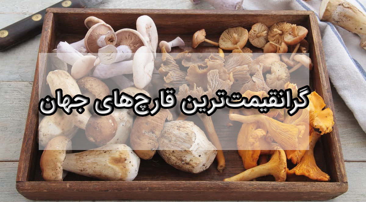 گرانترین قارچ‌های جهان گرانترین قارچ دنیا گرانترین قارچ ایران