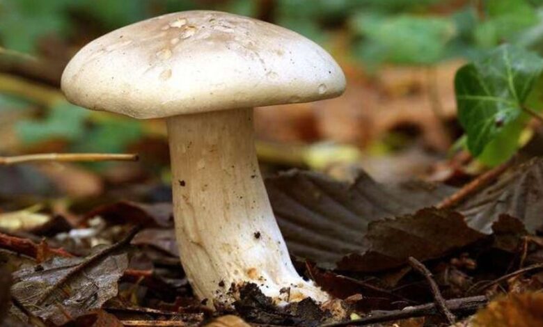 قارچ سفید بزرگ در جنگل‌های شهر کولیباکی