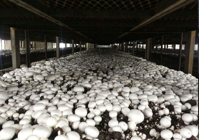 تولید سالیانه 4000 تن قارچ در استان مرکزی