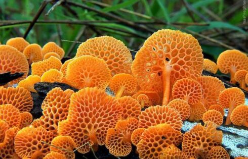 قارچ‌های Fly Agaric
