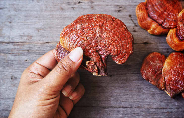 پرورش قارچ گانودرما در ژاپن, هاگ