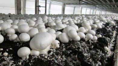 چند خبر از صنعت قارچ کشور