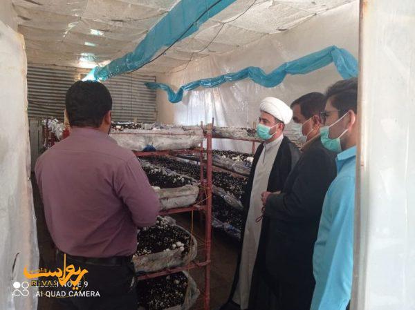 بازدید رئیس دادگاه عمومی از کارگاه پرورش قارچ جاورده, هاگ