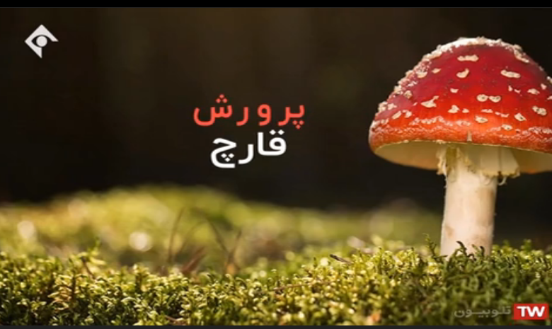 مستند قارچ, هاگ