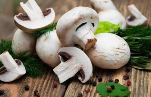 طرح پرورش قارچ، فرصت استثنایی ثروتمند شدن