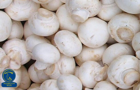 طرح پرورش قارچ، فرصت استثنایی ثروتمند شدن