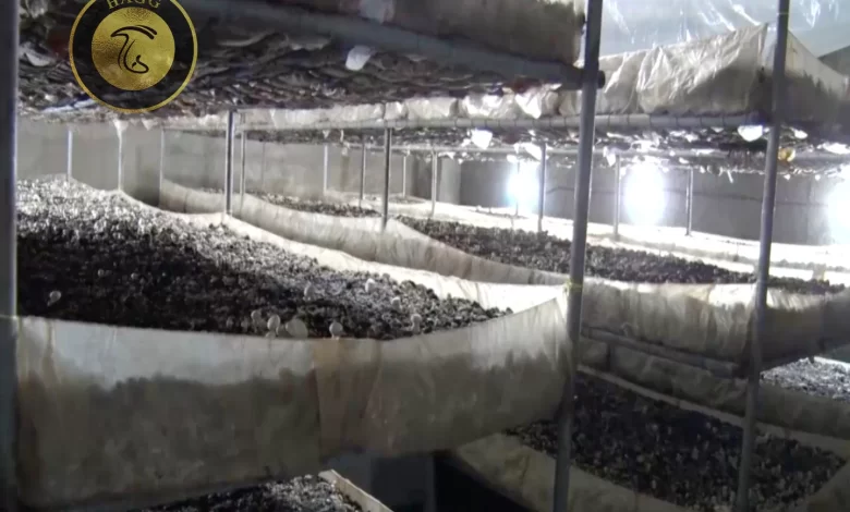 تولید بیش از 90 تن قارچ خوراکی شهرستان کازرون