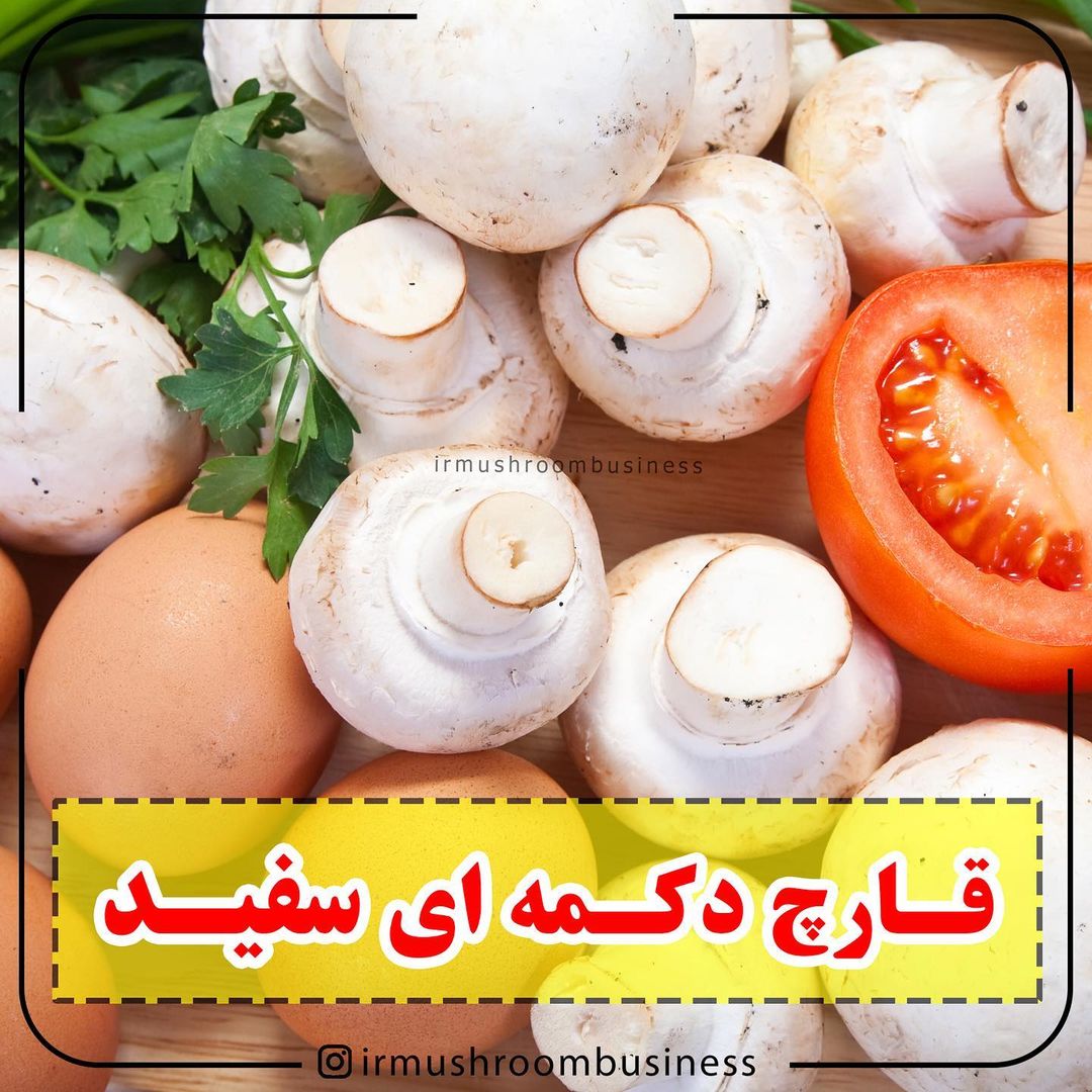 قارچ دکمه ای سفید خوراکی بیشترین مقدار و طرفدار در دنیا دارد