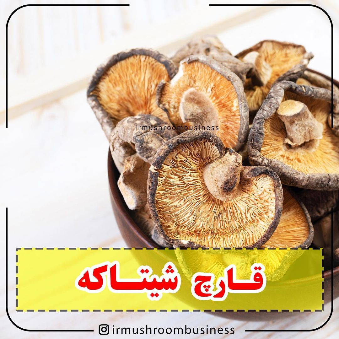 قارچ های خوراکی و دارویی پرمصرف شیتاکه در طب سنتی بسیار کاربرد دارد