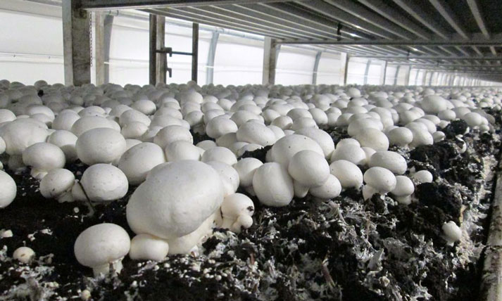 کوچک شدن بازار قارچ خوراکی - تولید سالانه بیش از 3000 تن قارچ خوراکی در استان کرمانشاه