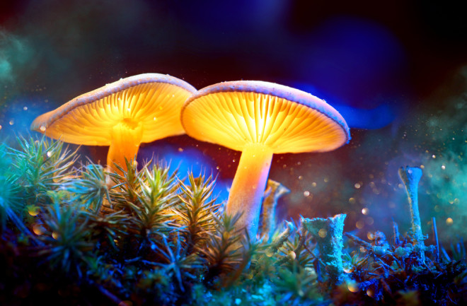 پیشنهاد مصرف قارچ‌ جادویی توسط درمانگران استرالیایی