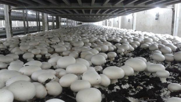 تولید قارچ خوراکی در مشهد
