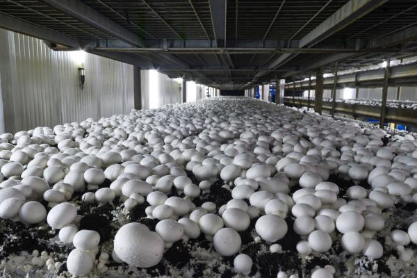 خرامه قطب تولید قارچ استان فارس