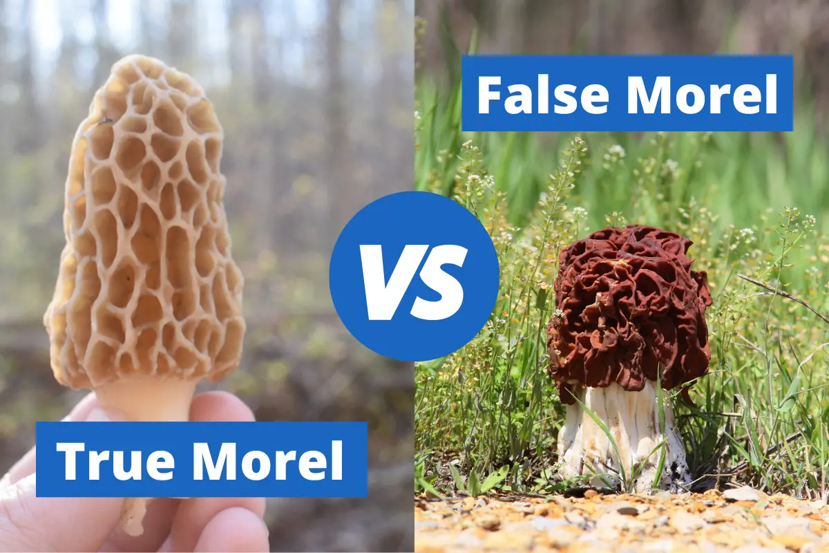 تفاوت قارچ مورل حقیقی و قارچ مورل تقلبی