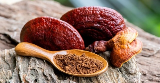 در خواص گانودرما کلاه برداری و تملق شده است