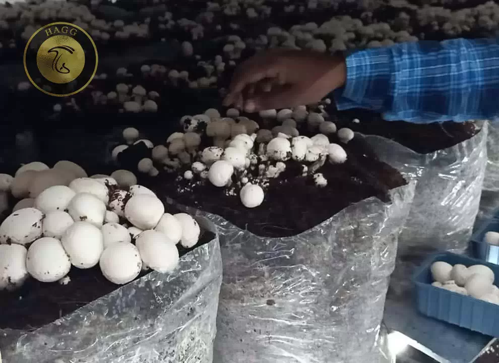 برداشت قارچ از مزارع کوچک