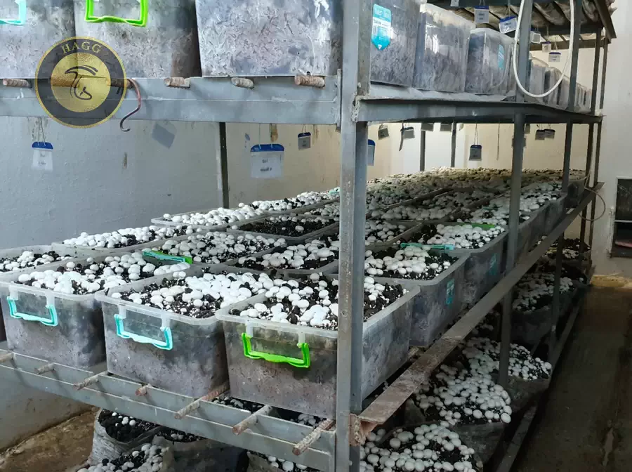 پرورش قارچ در اتاق 12 متری