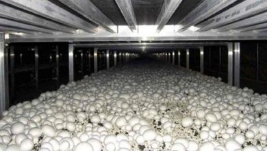 تولید سالانه ۴۱۰ تن قارچ خوراکی در آمل