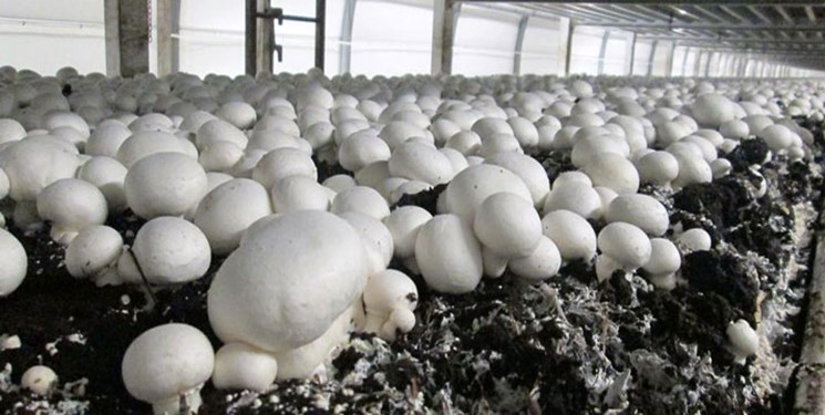 ۳۵ درصد قارچ مصرفی یزدی‌ ها در واحد‌های خانگی تولید می‌شود