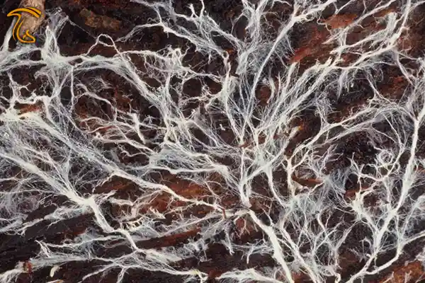 صحبت گیاهان با استفاده از اینترنت قارچی انجام میشود