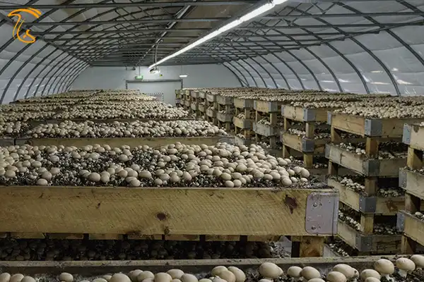 کشاورزی چهار فصل در آذربایجان‌ شرقی با توسعه کشت گلخانه‌ای