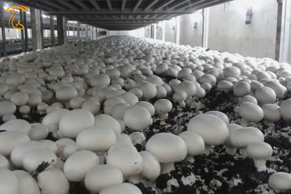 کشاورزی چهار فصل در آذربایجان شرقی با توسعه کشت گلخانهای