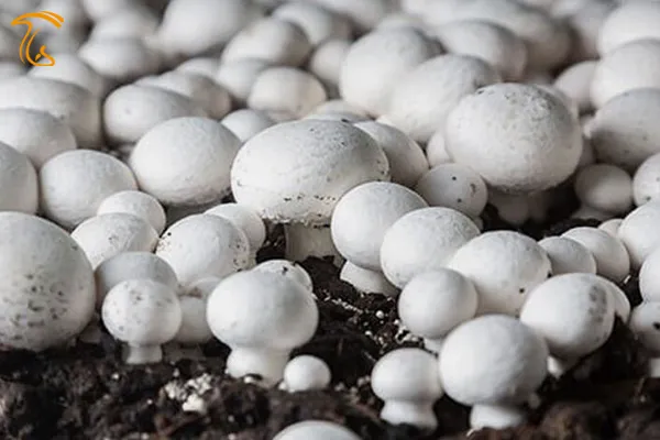 برداشت قارچ