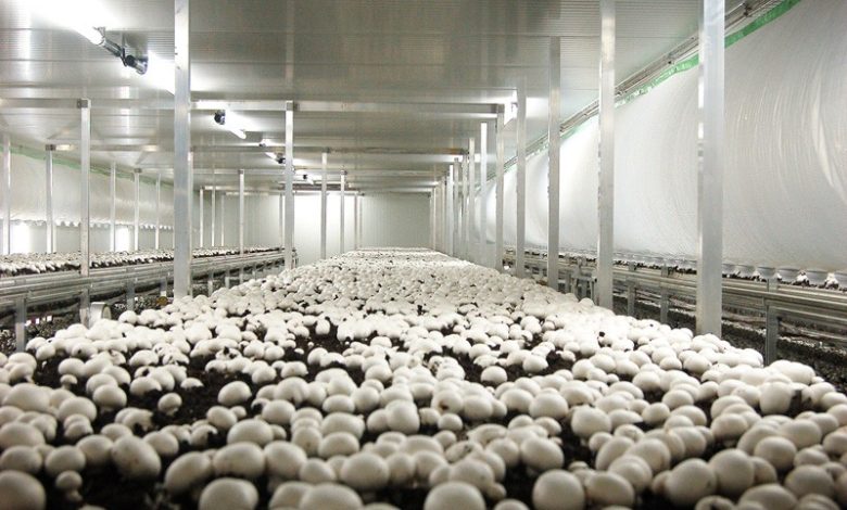 تولید سالانه 836 تن قارچ در استان لرستان