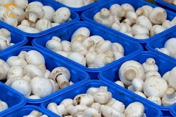 کارآفرینی با قارچ؛ بازگشت مهاجران به روستاها