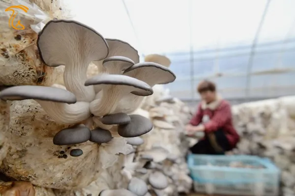 کارآفرینی با قارچ بازگشت مهاجران به روستاها