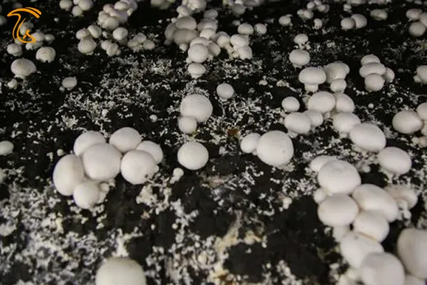 اشتغالزایی با پرورش قارچ در سلسله