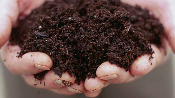 خاک پوششی در پرورش قارچ دکمه ای چه نقشی ایفا می کند؟