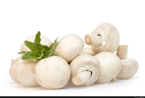خاصیت‌های دارویی قارچ سفید برای سلامتی بدن