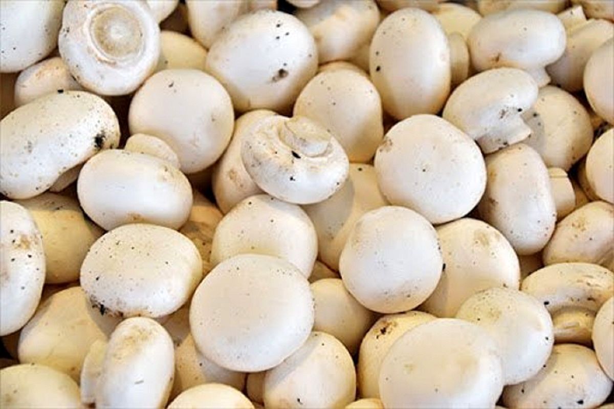۷۰۰ گرم، سرانه مصرف قارچ خوراکی در چهارمحال و بختیاری