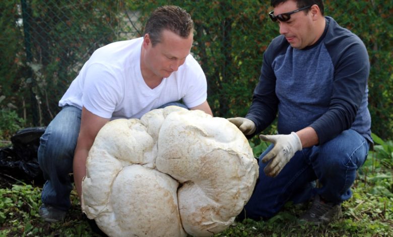 بزرگترین قارچ های غول پیکر و عظیم الجثه - پاف بال - قارچ پفکی بزرگ