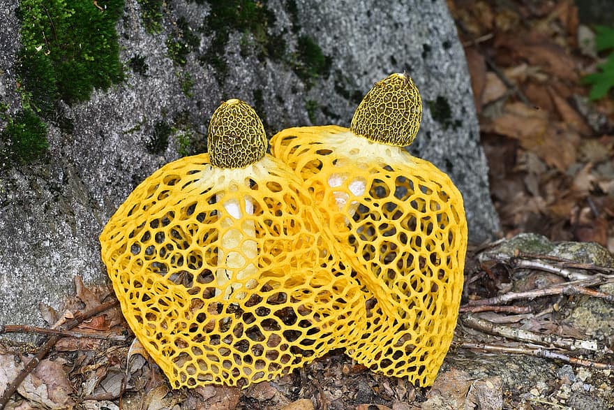 ارگاسم با بوی قارچ ارضای جنسی زنان ارضای جنسی با بوی قارچ بانوی محجبه
