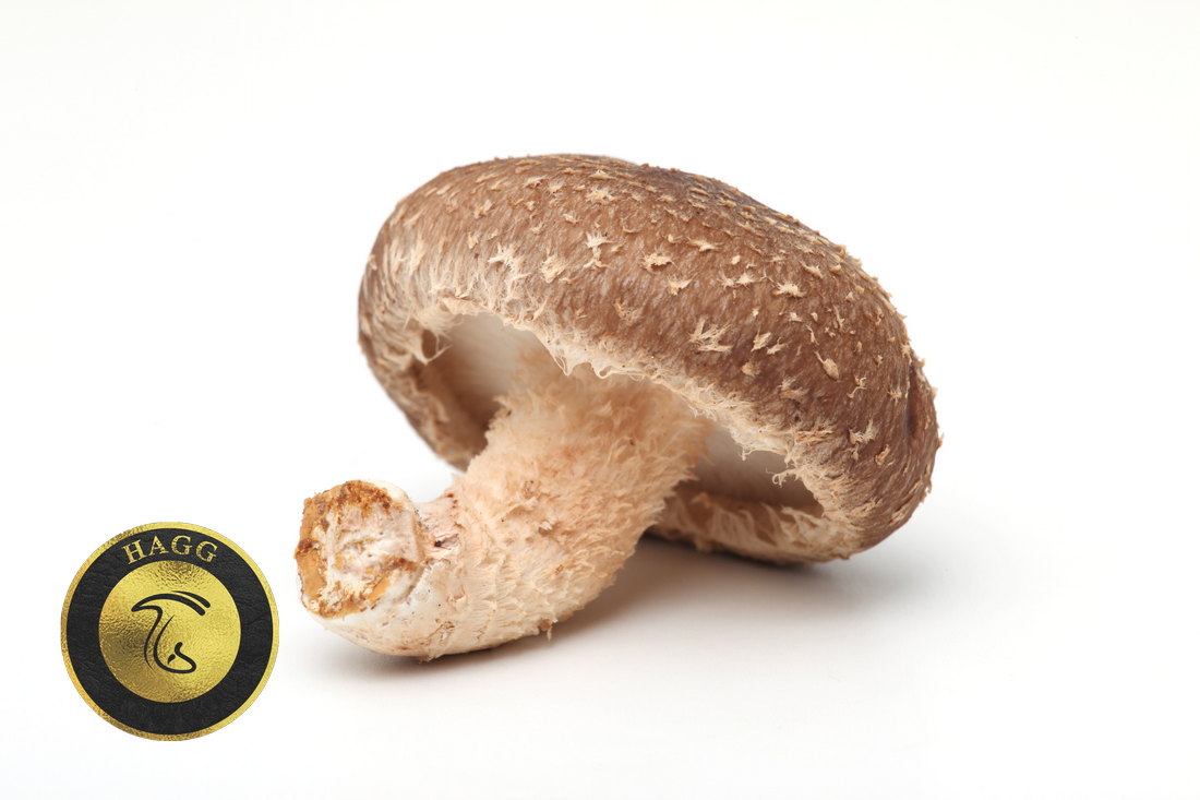 قارچ شیتاکه shiitake mushroom