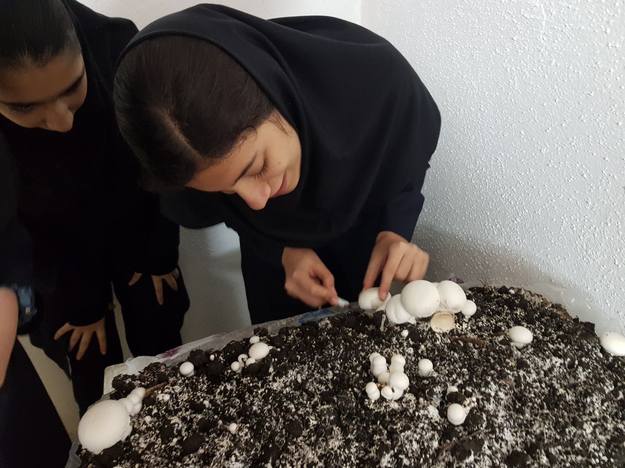 مدرسه‌ آموزش تولید قارچ خوراکی