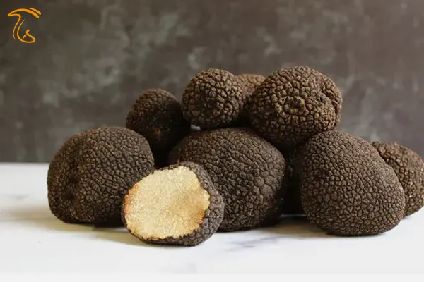 عکس مربوط به قارچ دنبلان یا قارچ ترافل