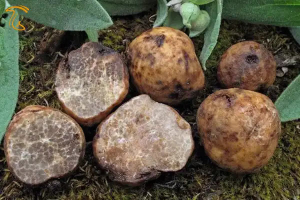 دنبلان کوهی صحرایی Terfezia - Tirmania