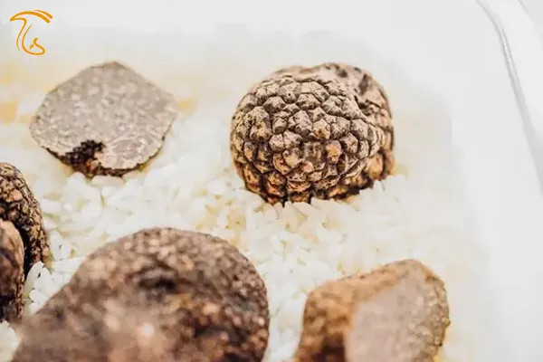 نگهداری قارچ ترافل در برنج