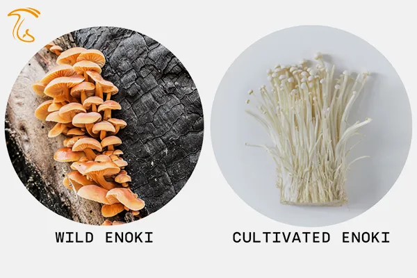 مقایسه قارچ انوکی پرورشی با طبیعی