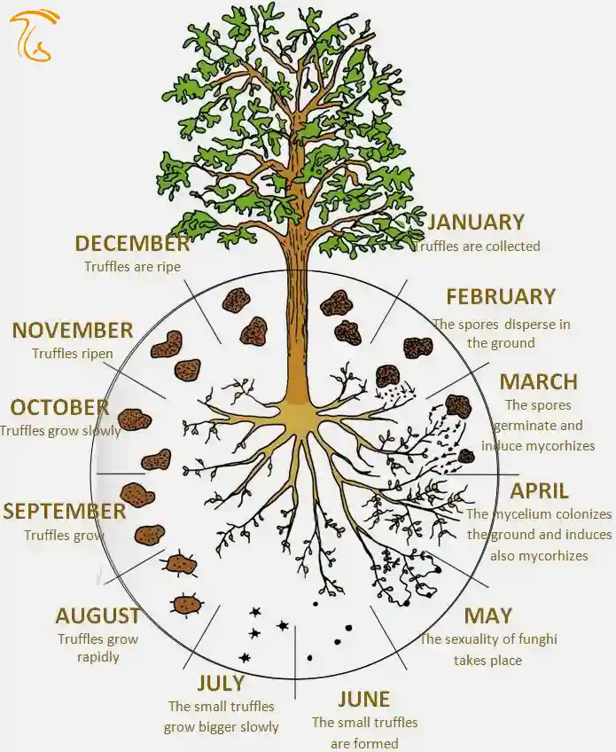 چرخه تولید مثل قارچ ترافل یا دنبلان کوهی
