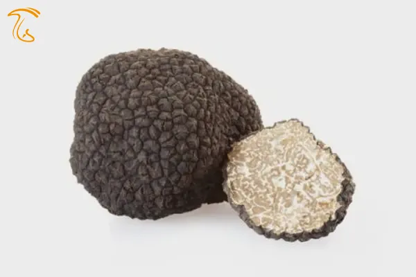 ترافل بورگاندی Tuber aestinum-Tuber uncinatum 