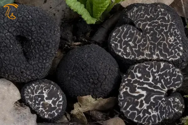 دنبلان کوهی زمستانی Tuber brumal