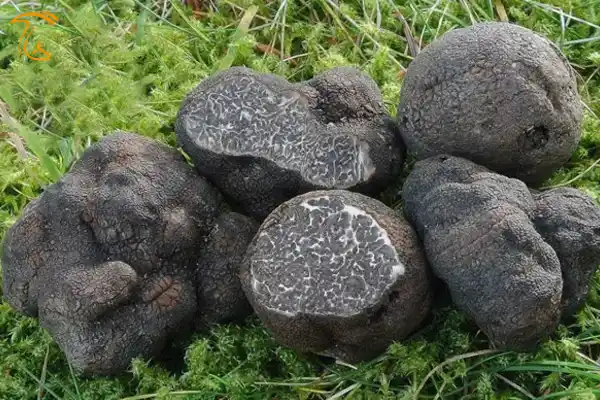 دنبلان سیاه صاف یا ترافل سیاه صاف Tuber macrosporum