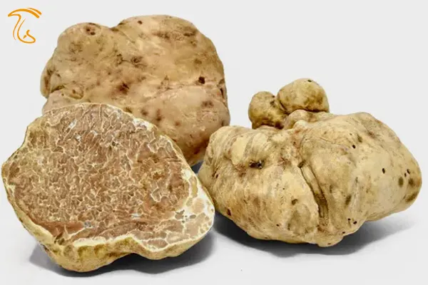 دنبلان کوهی سفید ایتالیایی Tuber magnatum