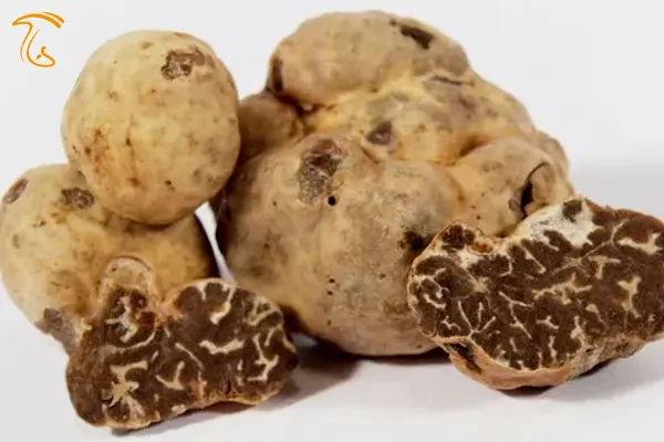 نبلان کوهی بیانچیتو یا Tuber borchii-Tuber albidum